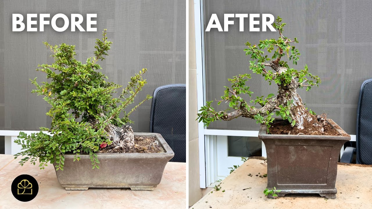 Improving and Refining an Established Bonsai