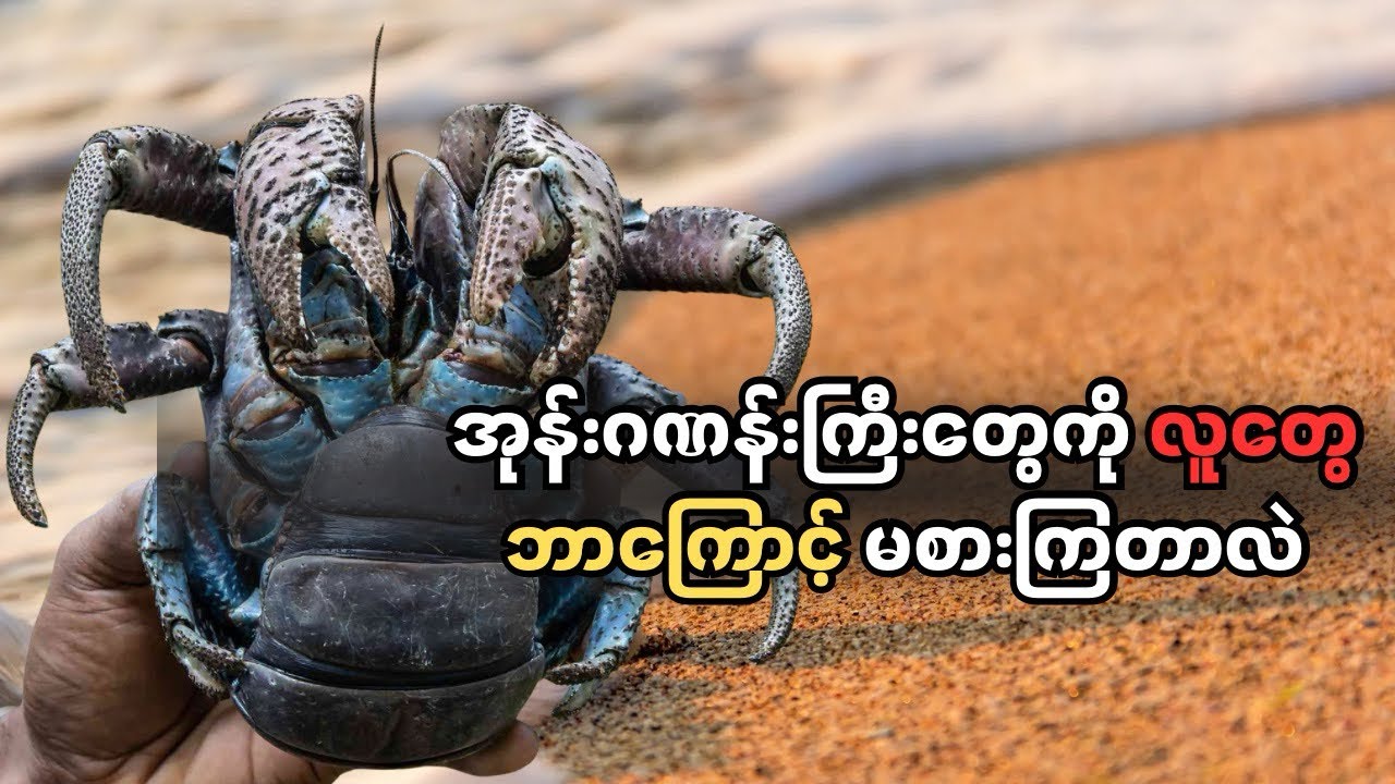 အုန်းဂဏန်းကြီးတွေကို လူတွေ ဘာကြောင့် မစားကြတာလဲ 