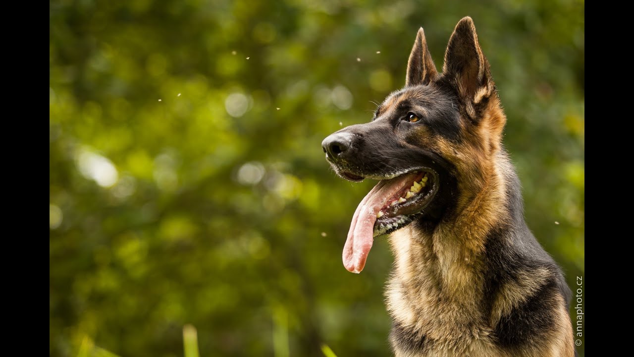 german shepherd Lexus (Ares Slovraj) - Tricks I.