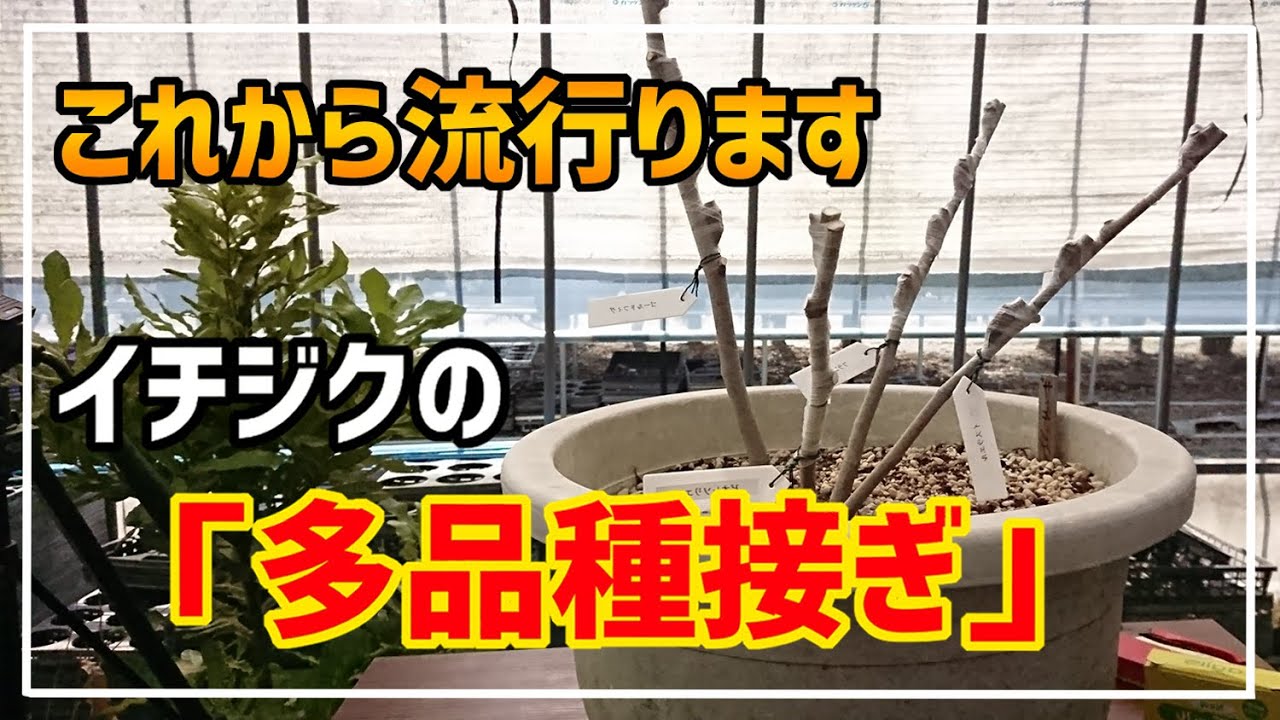 【イチジクの接ぎ木】1本で複数品種を楽しめる多品種接ぎのススメ