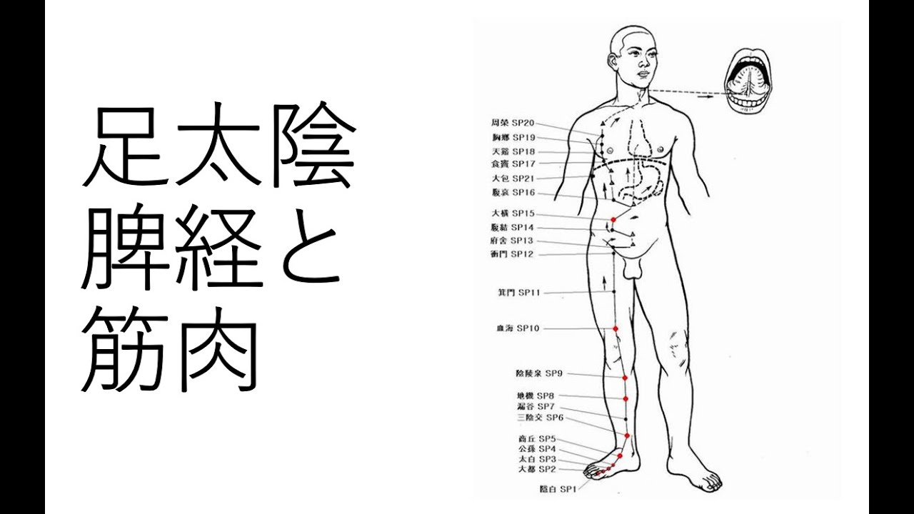 足太陰脾経と筋肉