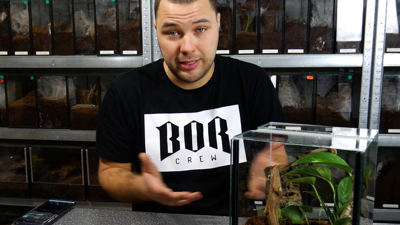 💎 CARIBENA VERSICOLOR 💎 - nowe terrarium! - spidersonline.pl