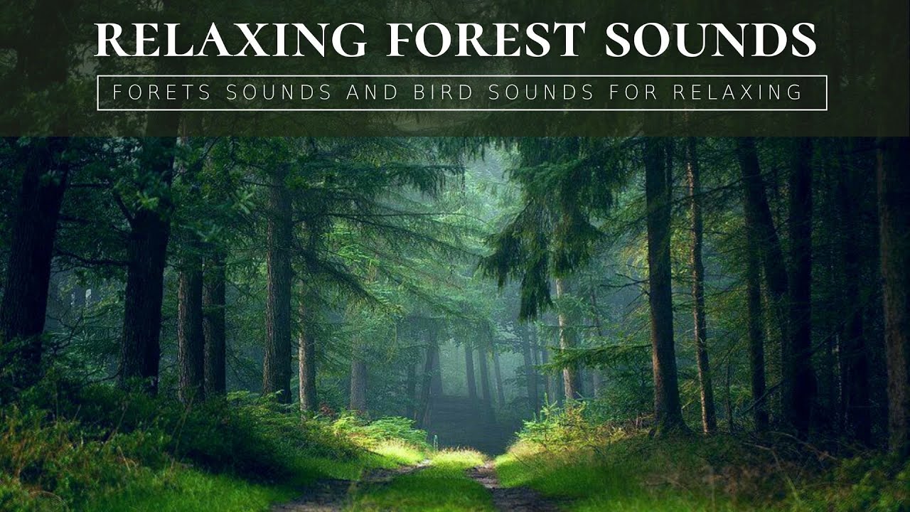 Nature Sounds - Birds Chirping - Relaxing Nature Videos and Sounds (No ads)