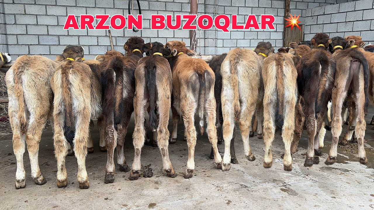 Yosh buqachalar 🏅 ~ Eng Arzon Narxda ✅ || MANA BUNI ARZONCHI DEYDI 🥇
