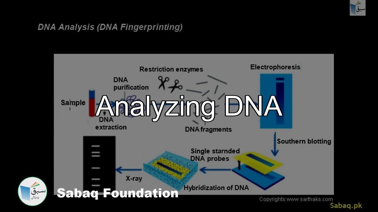 Analyzing DNA, Biology Lecture | Sabaq.pk