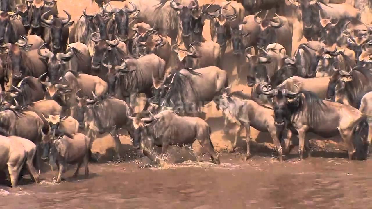 Gnu Crossing am Mara River  -  wildebeest crossing at the Mara-River