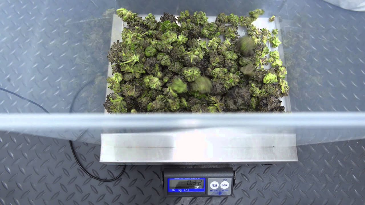 Twister T4 Trimming Machine (WET or DRY)