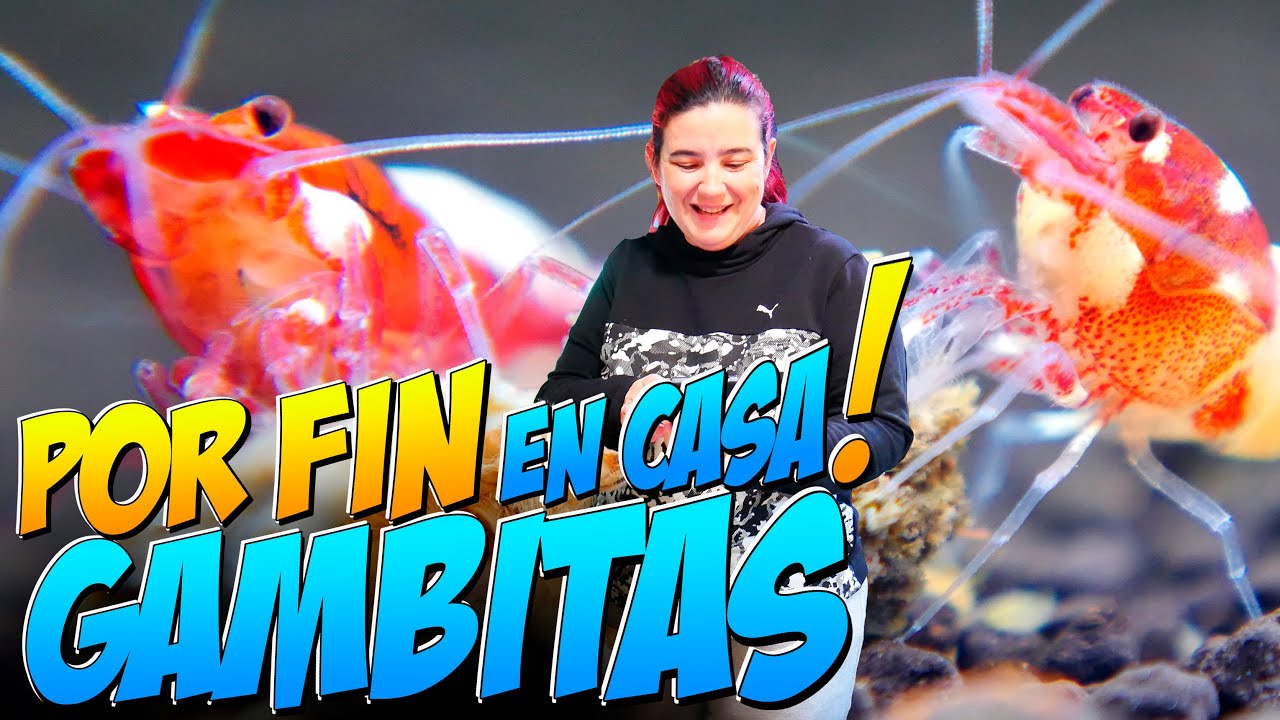 PRECIOSAS Gambas (Caridina Red Pinto)