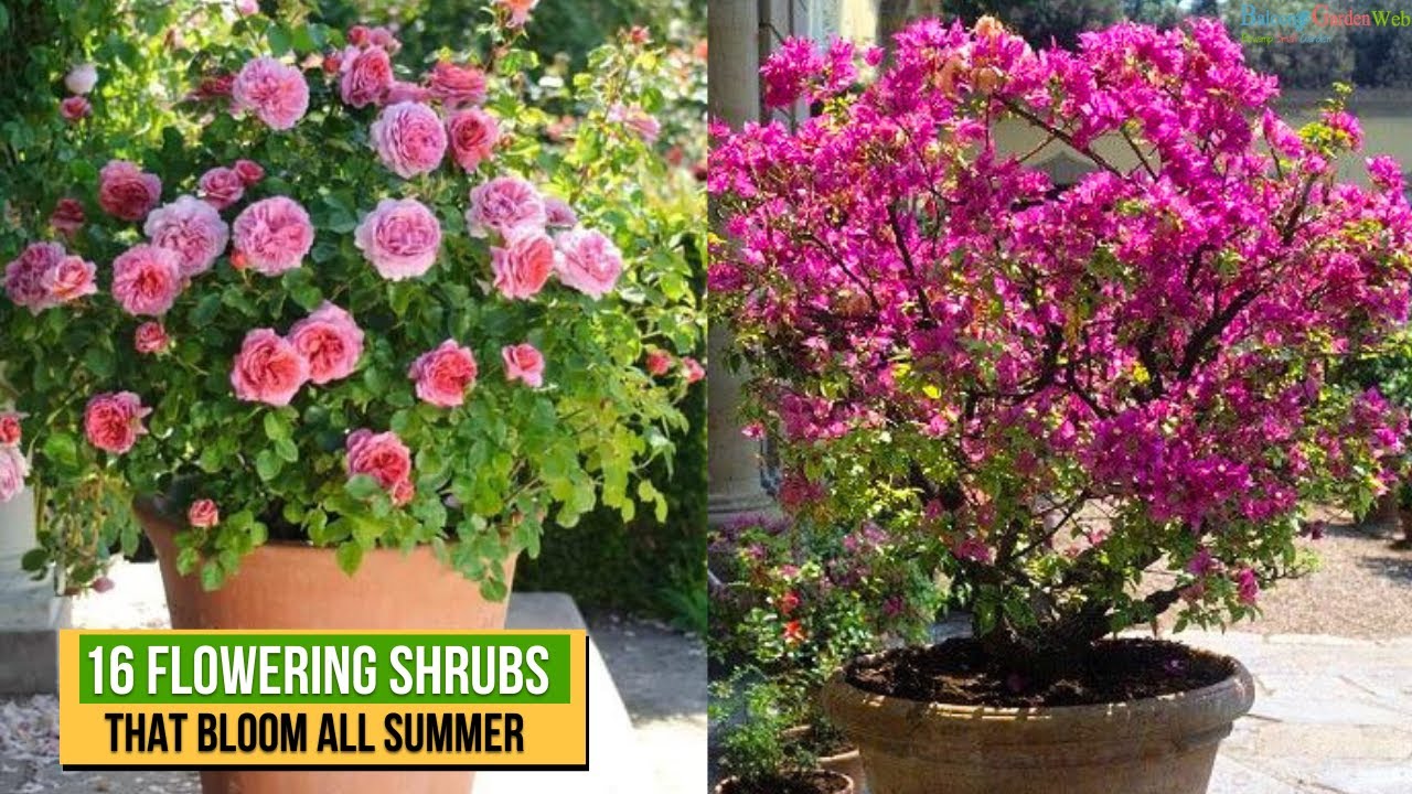 ​​16 Flowering Shrubs That Bloom All Summer || Summer Blooms