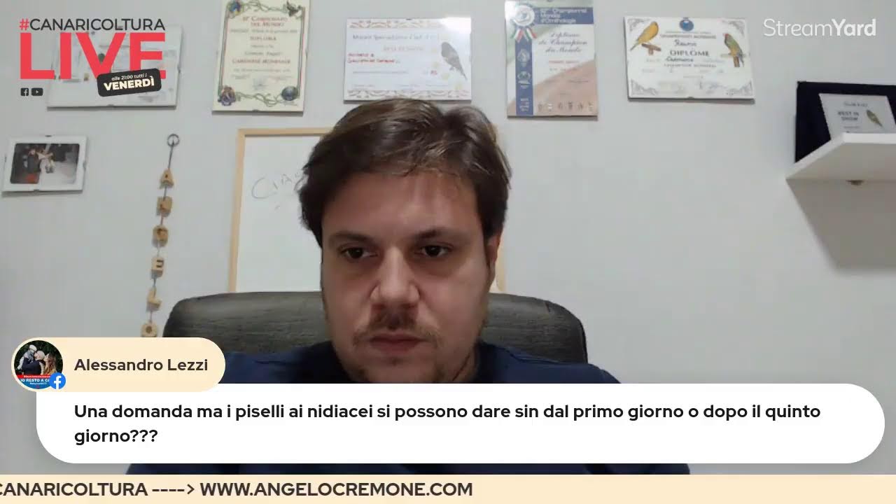 La formazione delle coppie di canarini #CanaricolturaLIVE