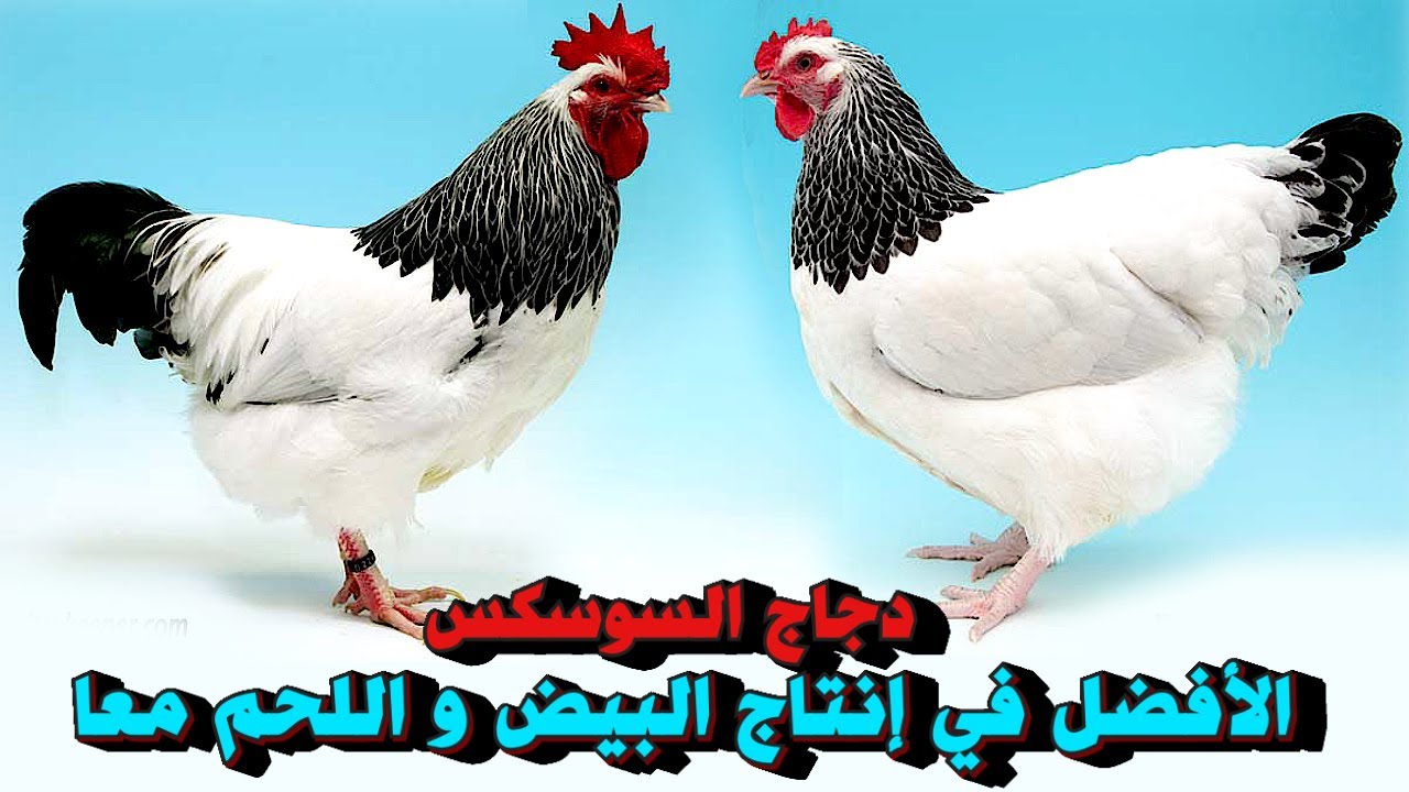 سلالة دجاج السوسيكس🐓  بيض غزير و أوزان كبيرة 💥مشروع تربية الدجاج البلدي 🥚