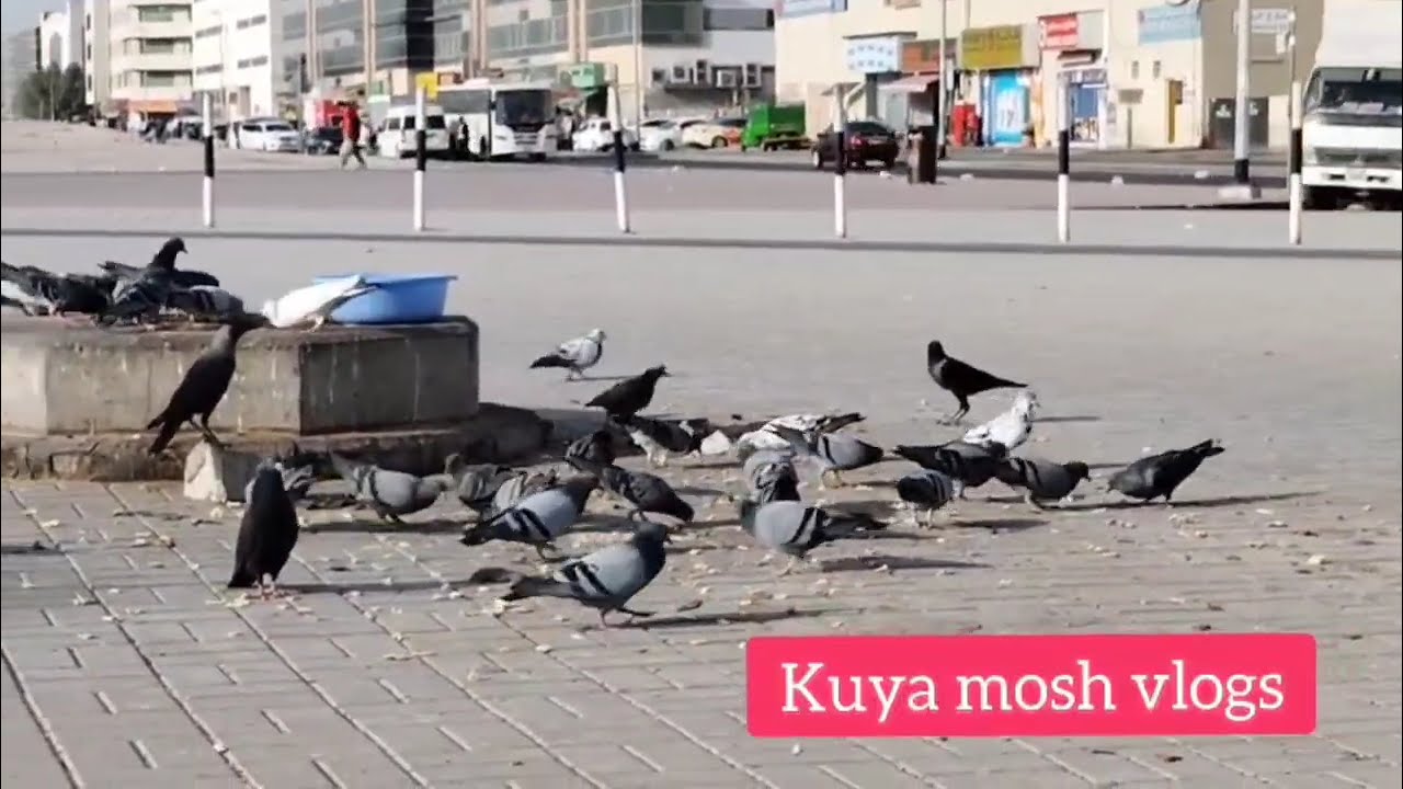 Mga kalapati SA Dubai🥰 Kuya Mosh Vlogs 