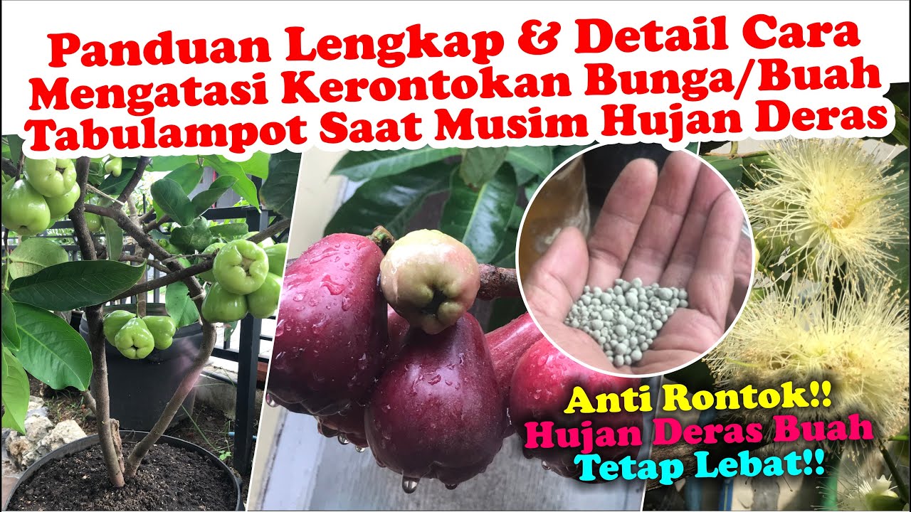 ANTI RONTOK!!, BUNGA & BUAH AMAN-AMAN MESKI HUJAN DERAS TIAP HARI! || INI RAHASIANYA