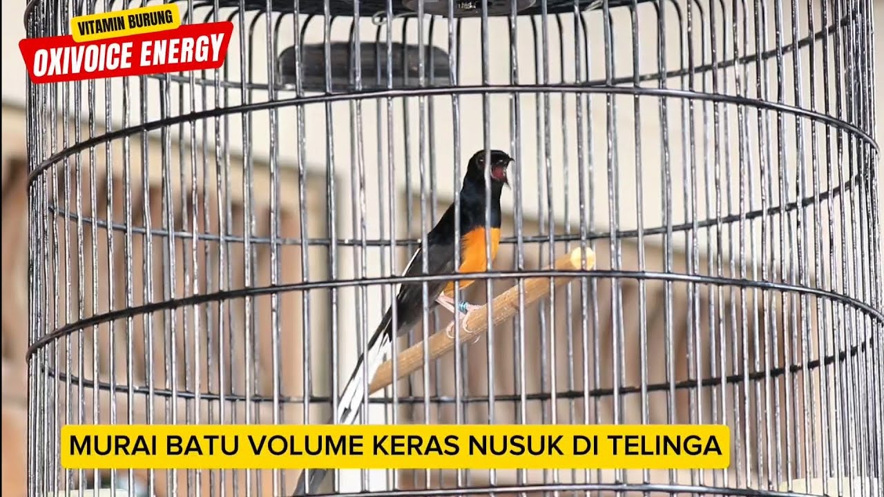 MURAI BATU VOLUME KENCANG