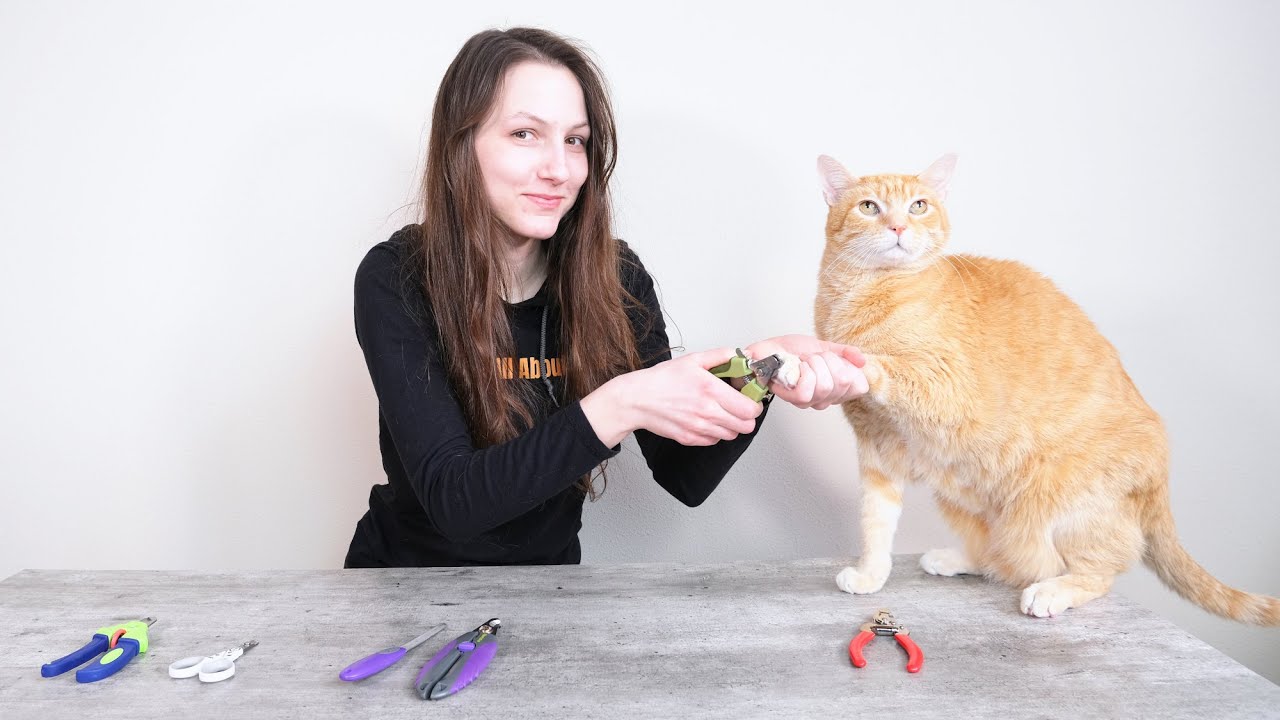 Top 5 Best Cat Nail Clippers (We Tested Them All)