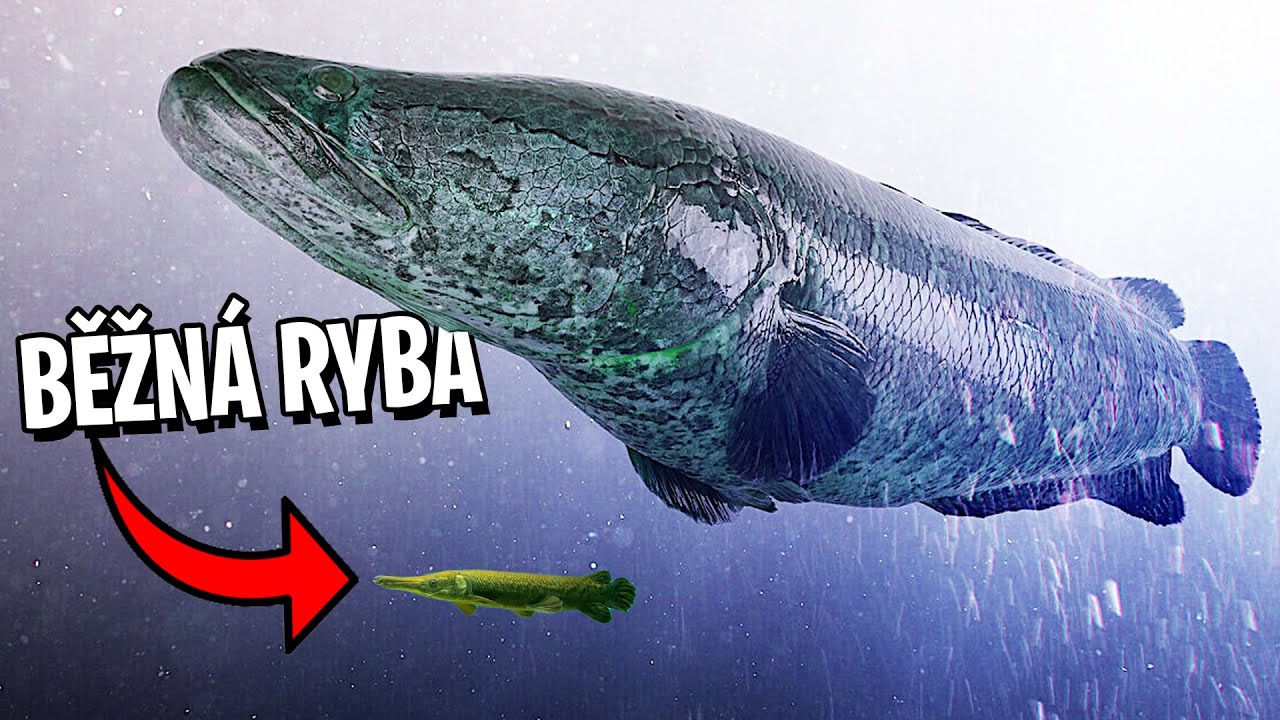 JSEM ULTIMÁTNÍ ALFA!! | Feed & Grow: Fish