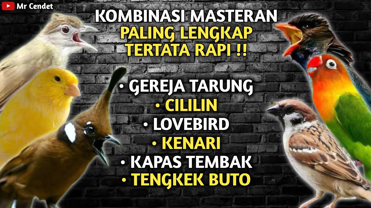 KOMBINASI MASTERAN TEMBAKAN GEREJA TARUNG, CILILIN, LOVEBIRD, KENARI, KAPAS TEMBAK, TENGKEK BUTO !!