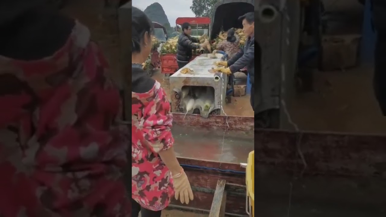 Radish peeling machine! #machines #shorts