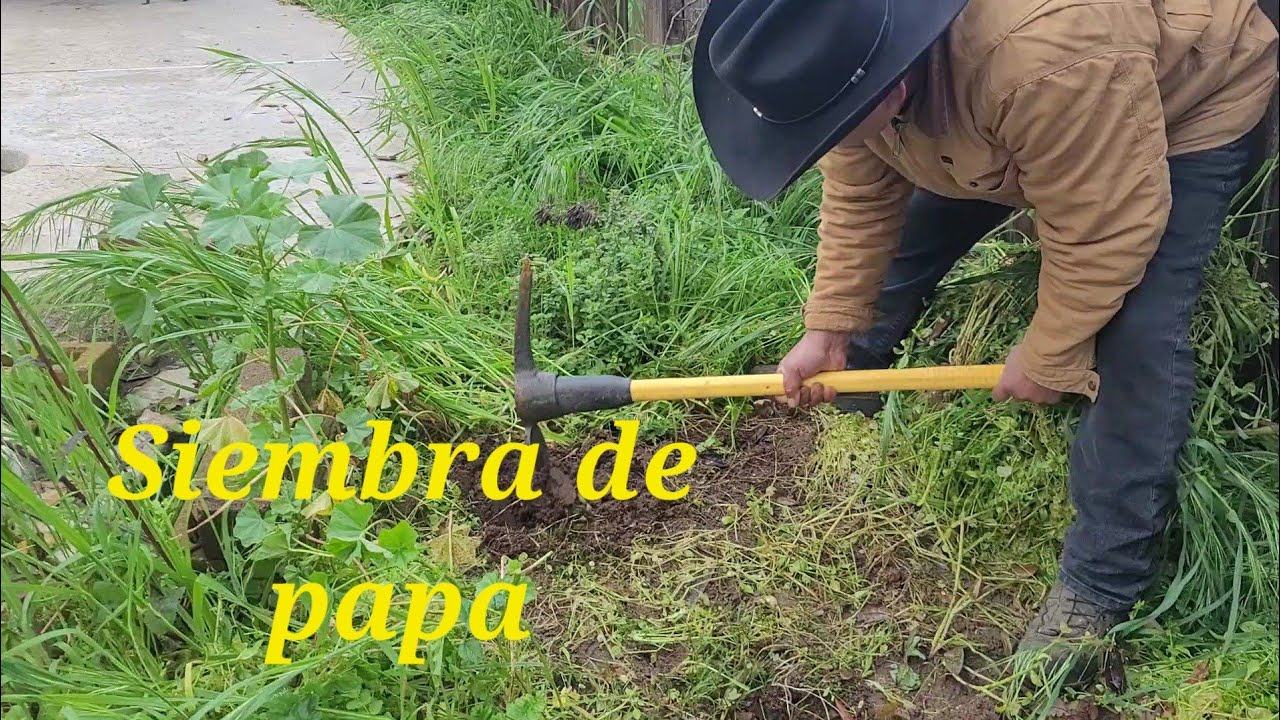 Siembra de papa