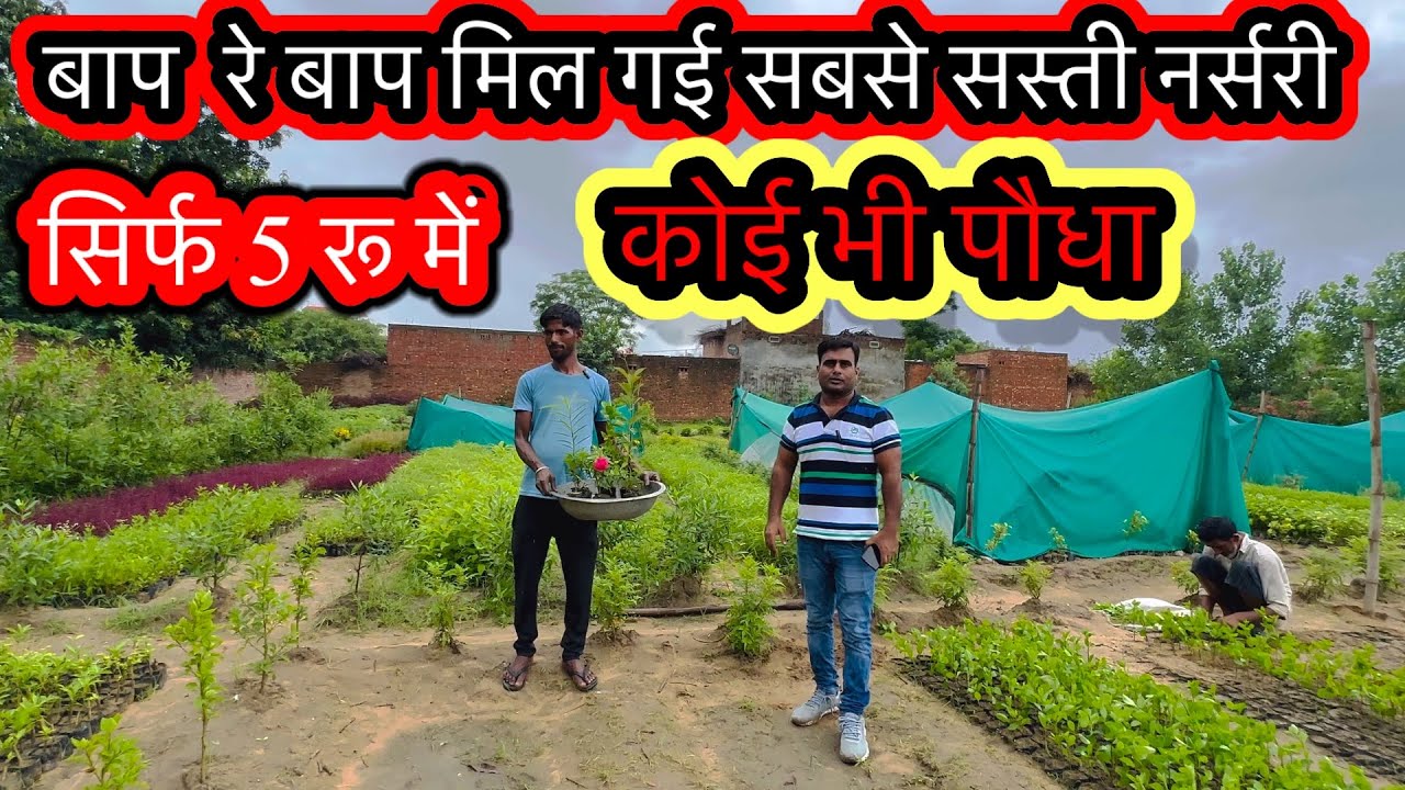 Buy plants for just 5 rupees ! The cheapest nursery is found