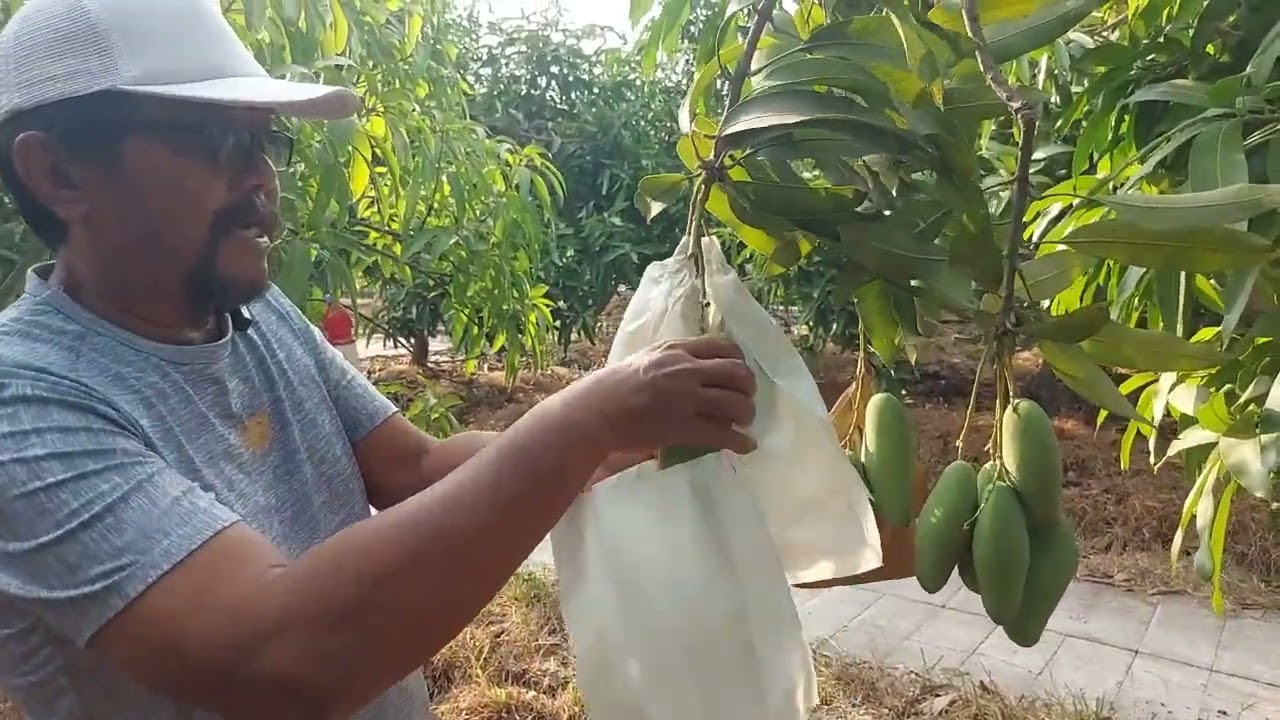 cara bungkus mangga agar terhindar dari serangan  lalat buah .
