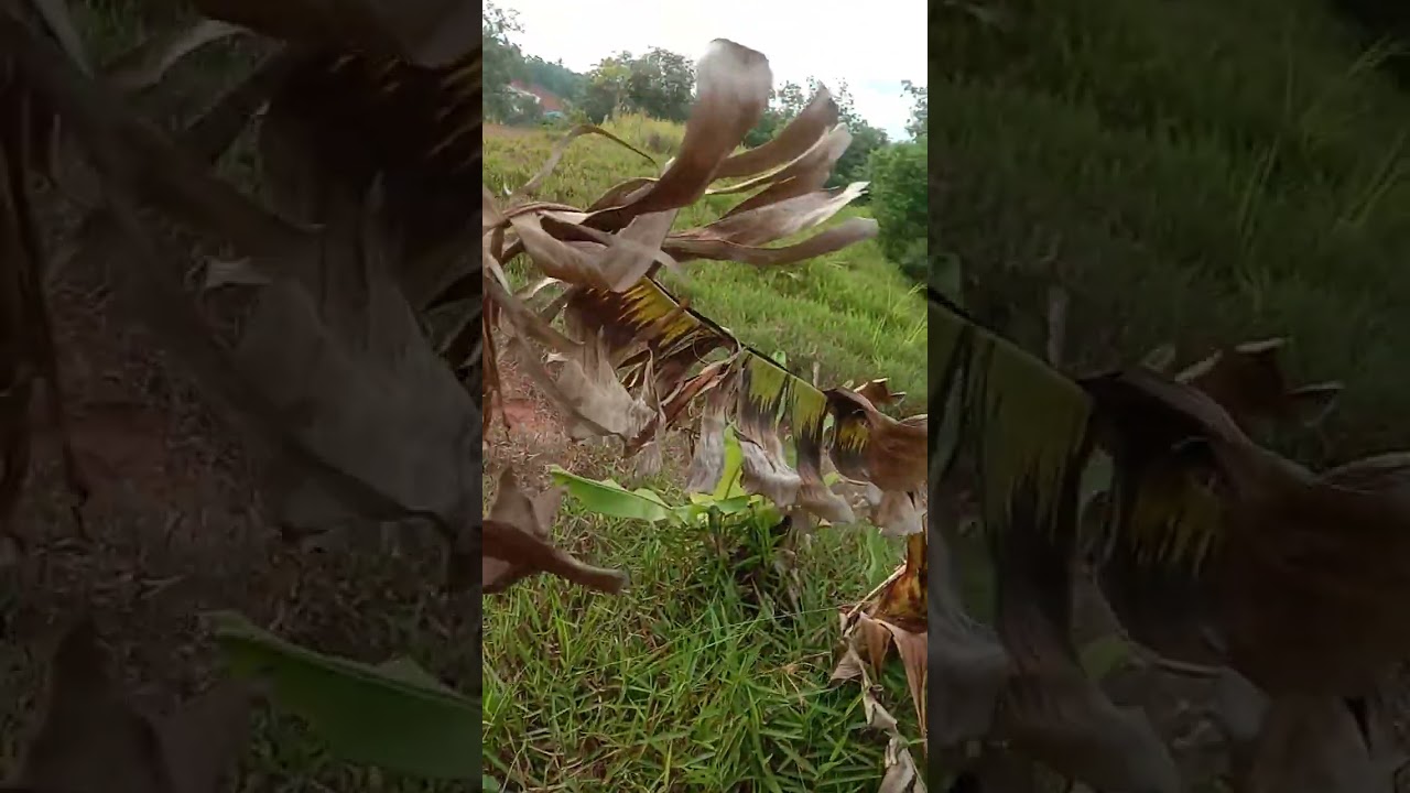 Panen pisang moli atau barlin generasi Akir kurang Joss 