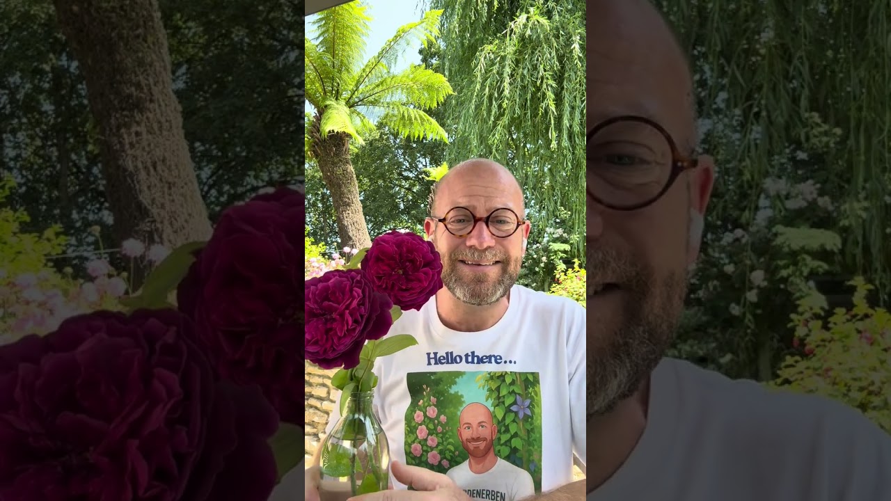 Личный обзор выращивания английской кустовой розы &laquo;The Prince&raquo; &mdash; (Ausvelvet) #gardenerben