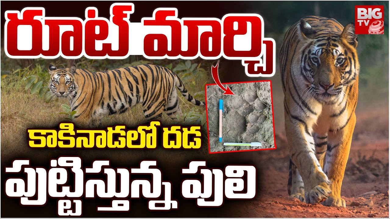 Tiger Tension in Kakinada: వణికిస్తున్న పెద్దపులి | Tiger Roaming Creating Fear In Kakinada | BIG TV