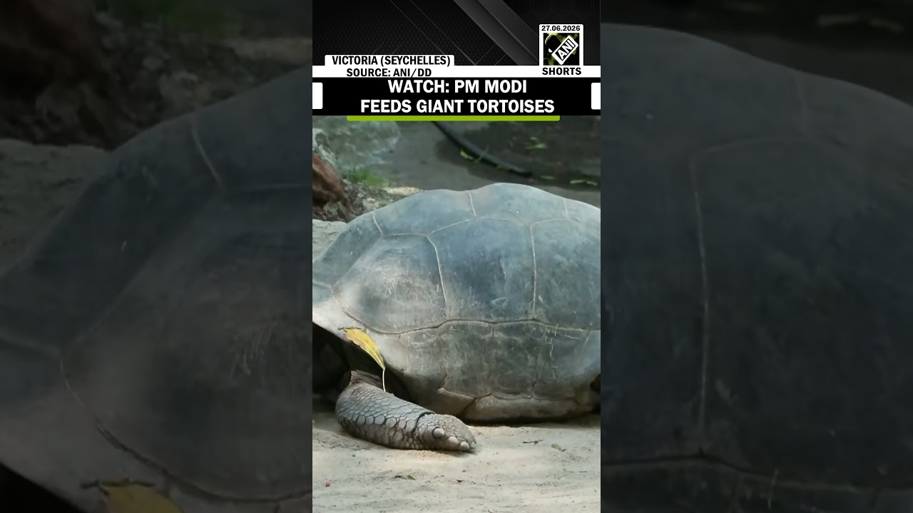 Watch: PM Modi Feeds Giant Tortoises During Seychelles Botanical Garden Visit