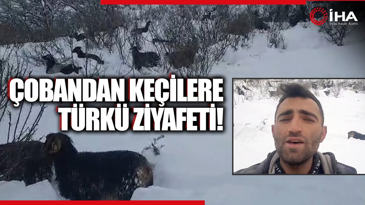 Tokat’ta 50 Santim Karlı Yaylada Çobanın Müzik Molası