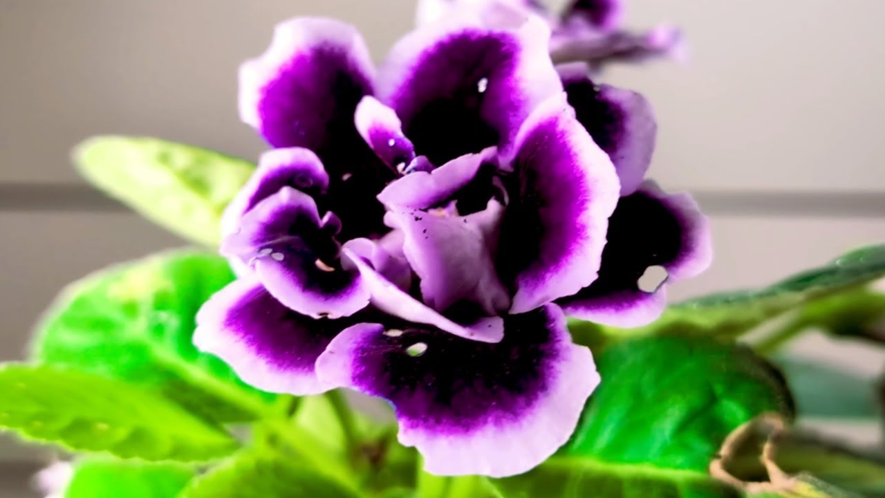 GLOXINIA Y SUS CUIDADOS