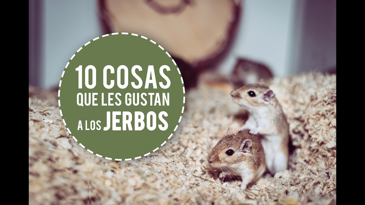 10 COSAS QUE LES GUSTAN A LOS JERBOS | DIY GERBIL 🐹