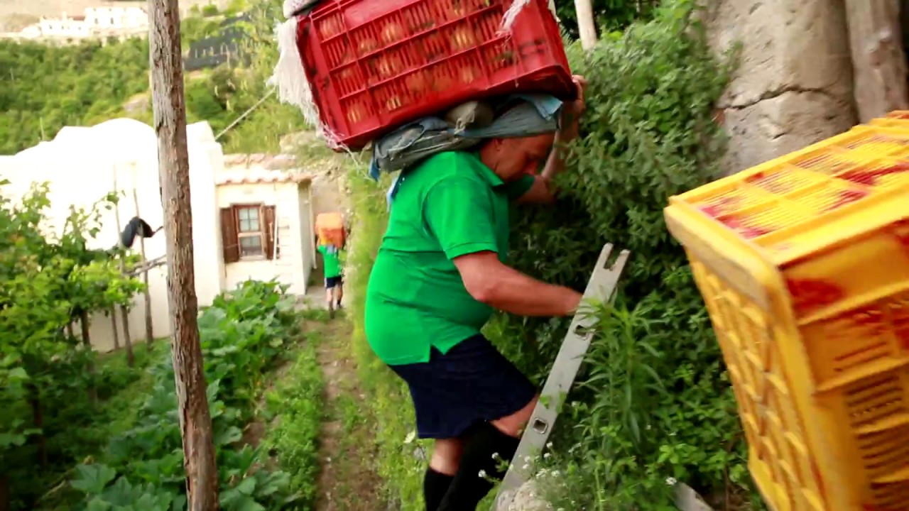 I contadini volanti della Costiera Amalfitana - Un anno nei limoneti