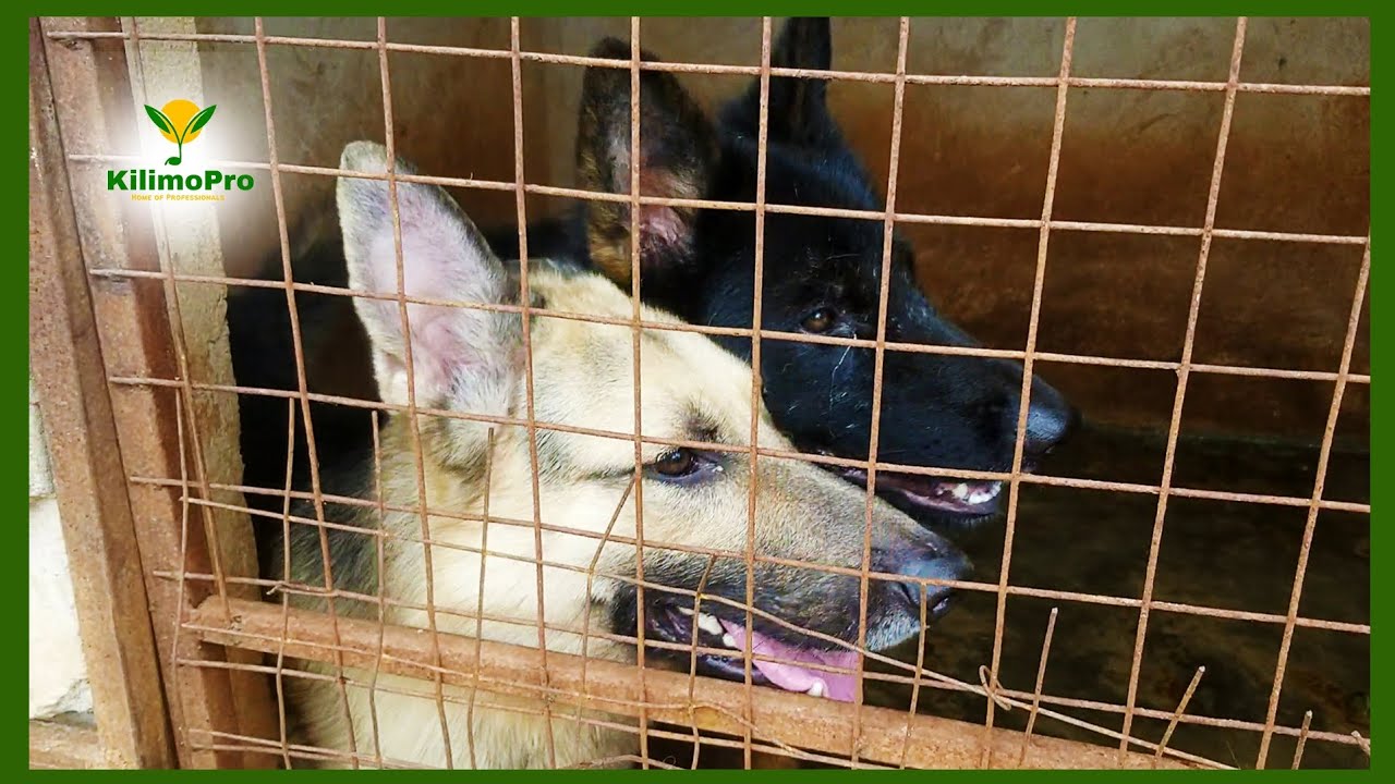 UFUGAJI MBWA WA KISASA KIBIASHARA, CHANJO MUHIMU KWA MBWA WAKO, German Shepherd, Boerboel, KilimoPro