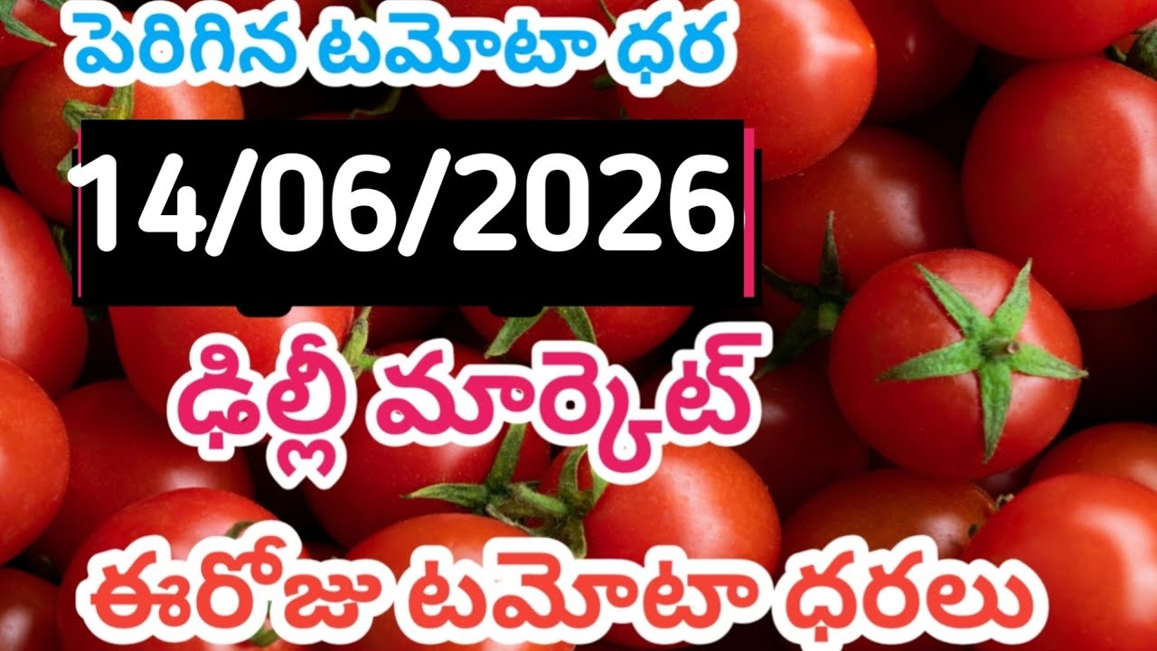 Delhi market today tomato prices /14/06/26/Today Tomato Market Delhi price in rate #tomato