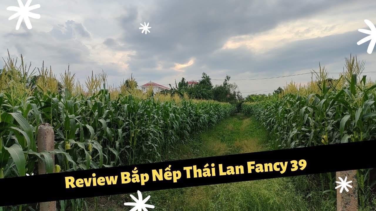 Review Giống Bắp Nếp Thái Lan Fancy 39 - Giai Đoạn Trổ Hoa Ra Trái