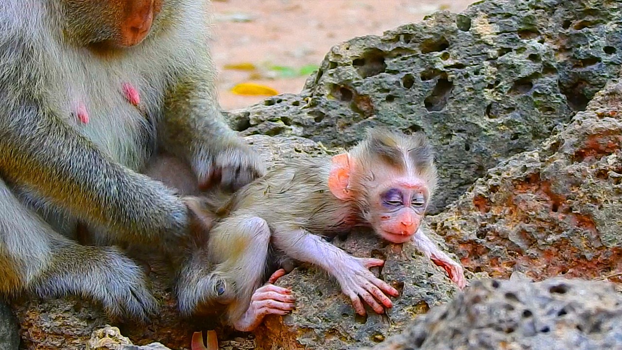 Update: Baby Boris's condition would be better now if he had enough milk