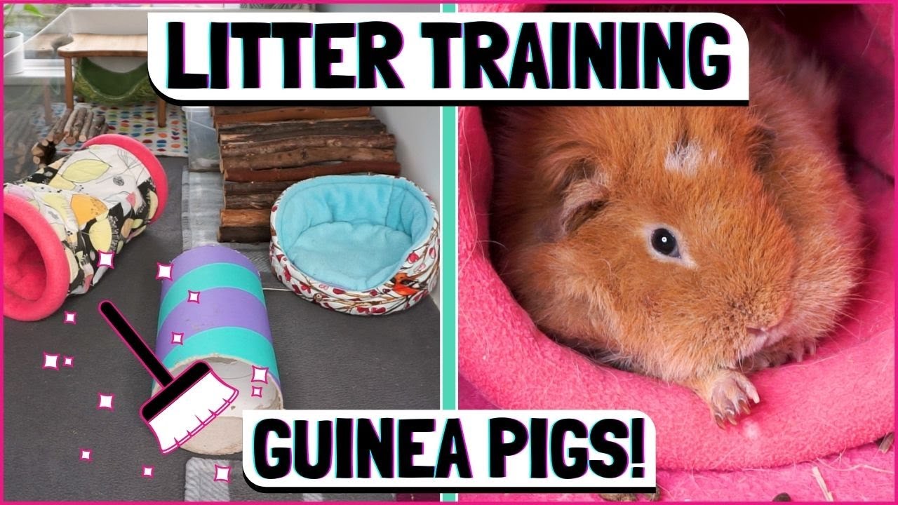 How to Litter Train a Guinea Pig: Keep Your Cage Cleaner For Longer!