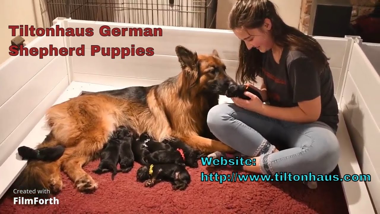 Tiltonhaus German Shepherds Puppies