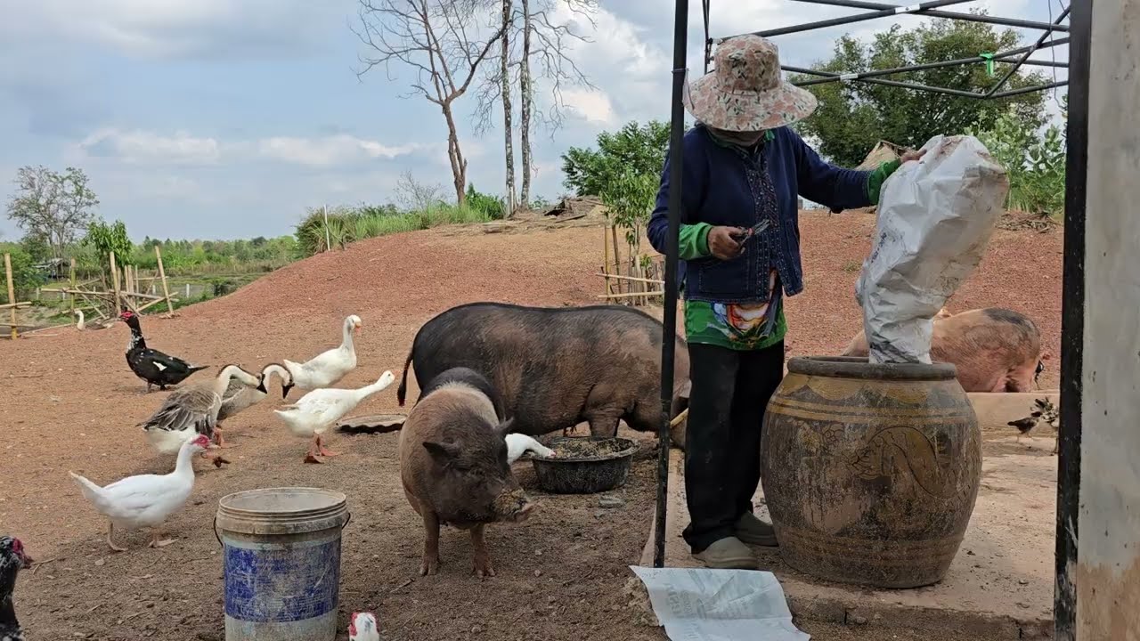 พอ​มาถึงนาลุงเก่าเกิดอะไรขึ้นกับไข่เจียว​