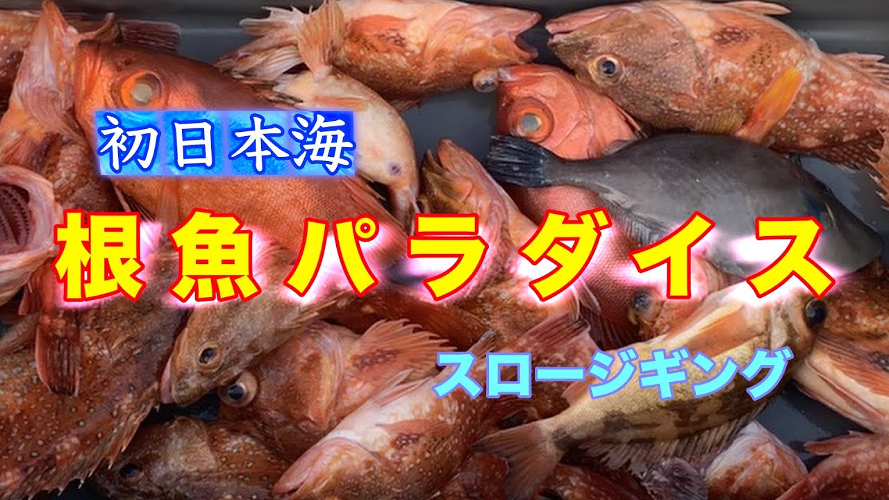 初日本海スロージギングは、まさに「根魚パラダイス」だった！