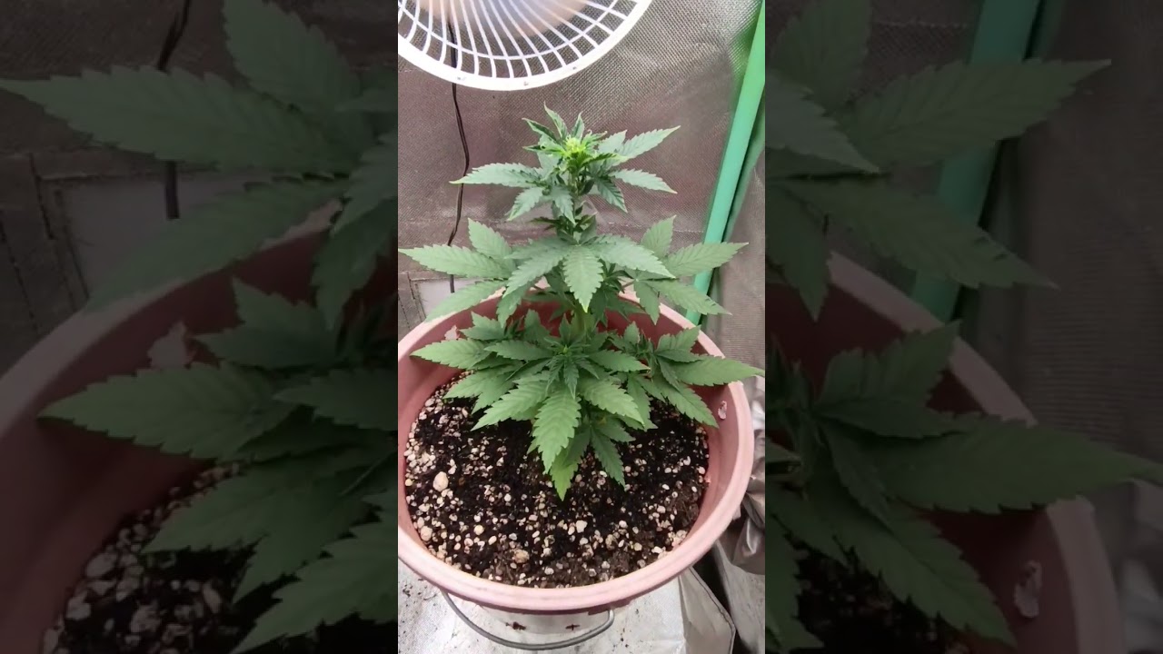 25 DIAS DE VIDA - semente autom&aacute;tica #substrato #ganga #grow