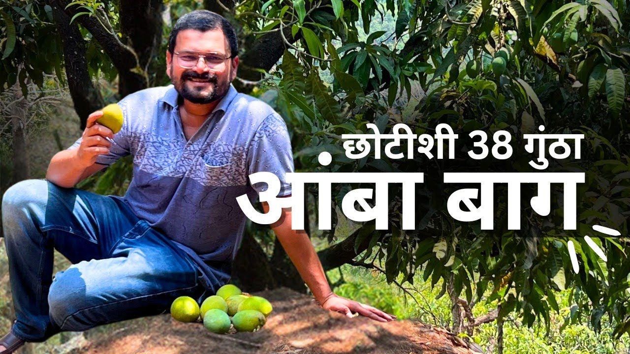 घेताय ना तुम्ही.. ही छोटीशी आंबा बाग ?
