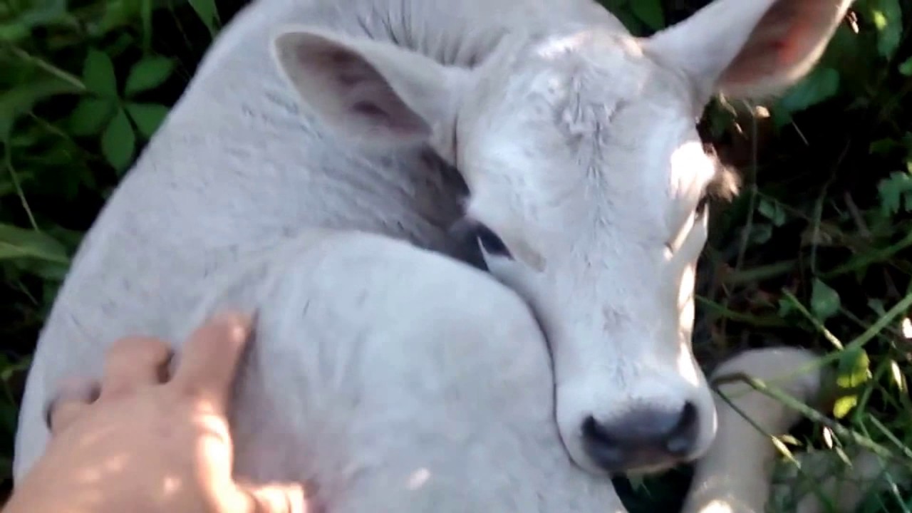 Momma Cow Hides newborn baby