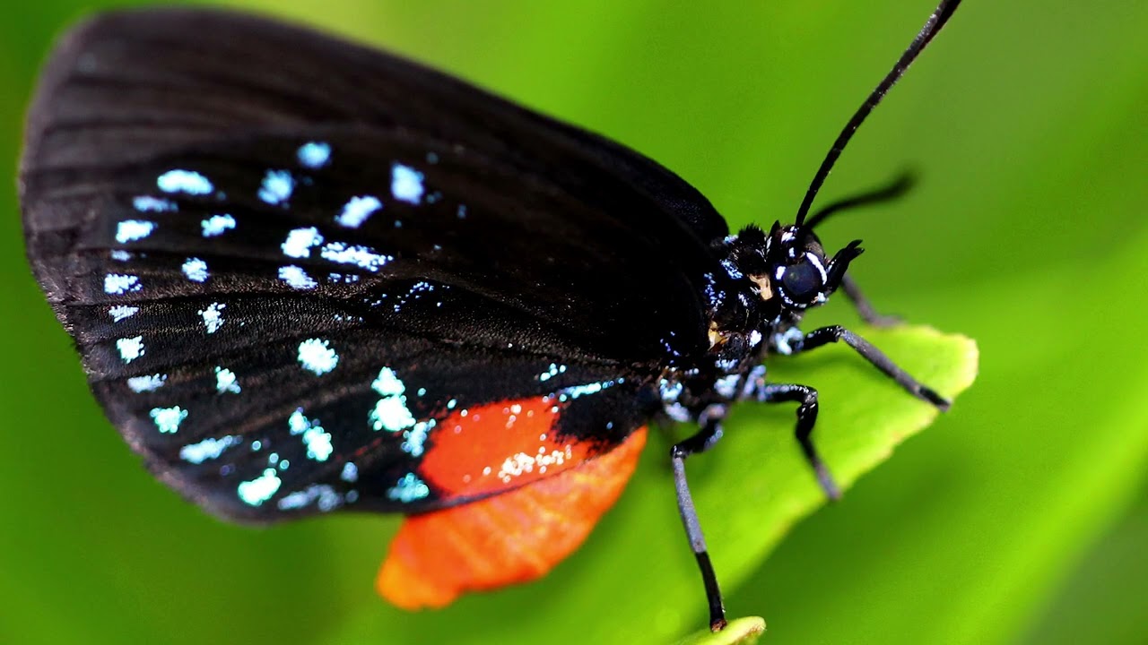 Commissioner Vildostegui Helps Atala Butterfly Find New Home at Surfside Native Garden
