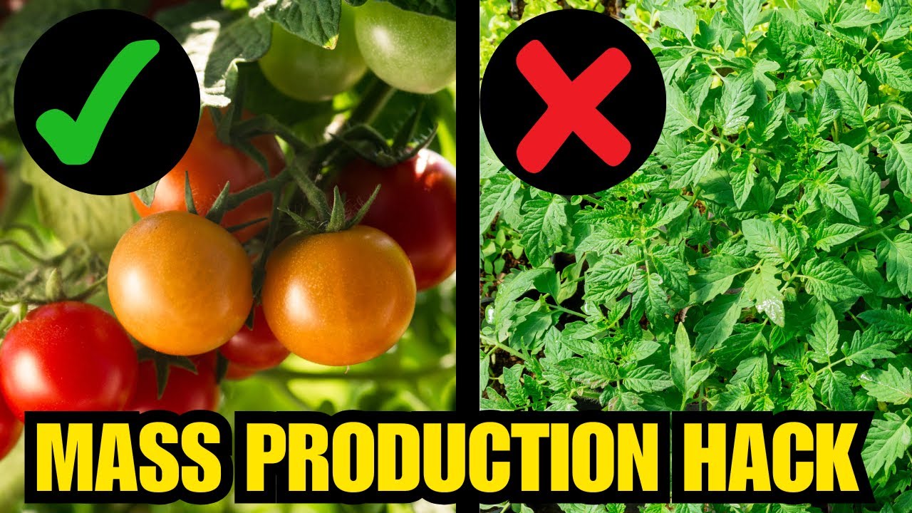 How To Force Your Tomatoes Into EXTREME Production || Complete Growing Guide