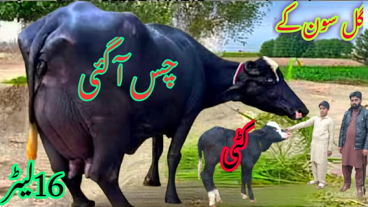 پیورنیلی کی خوبصورت جھوٹی برائے فروخت#NiliRave Buffalos forsale in punjab on YouTubesale 03065110914