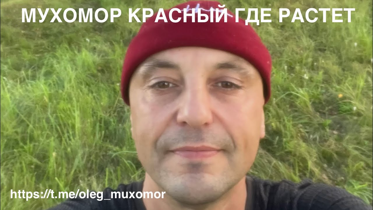 Мухомор красный где растёт #микродозингмухомора #пантерныймухомор #ежовикгребенчатый 