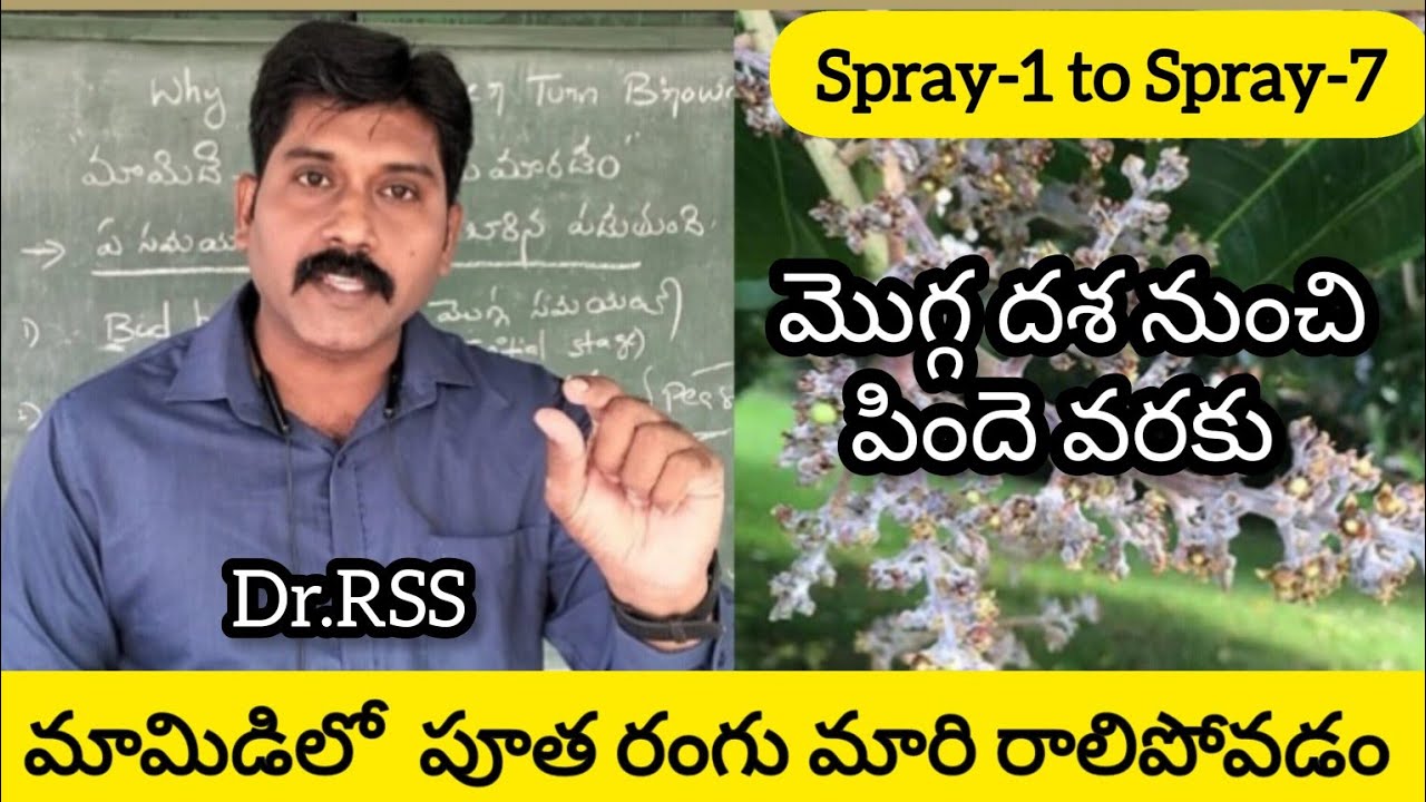 మామిడి పూత - నల్ల గా మారి రాలిపోతుంది/Why mango flower turning Brown/Black. by Dr.RSS