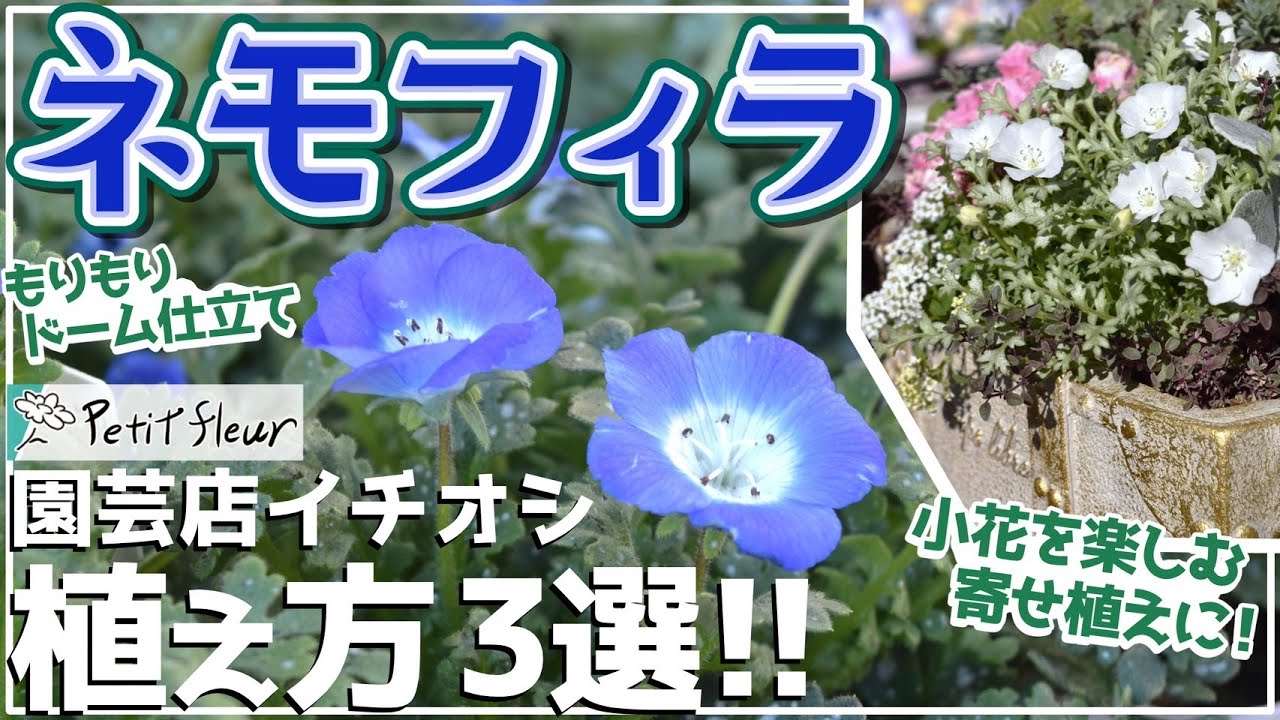 【園芸】植えてすぐモリモリ！ネモフィラのおすすめ植え方3選！